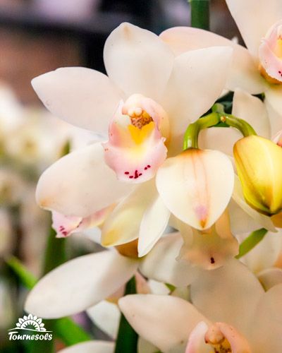 Cymbidium Blanche.